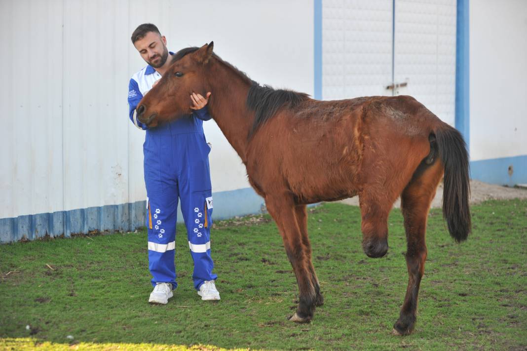 Frida, HAYTAP tarafından kurtarıldı! Yaşamını 3 bacağıyla sürdürüyor 5